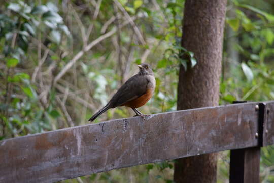 Image of Rufous-bellied Thrush