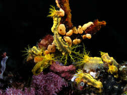 Image of Yellow sea cucumber