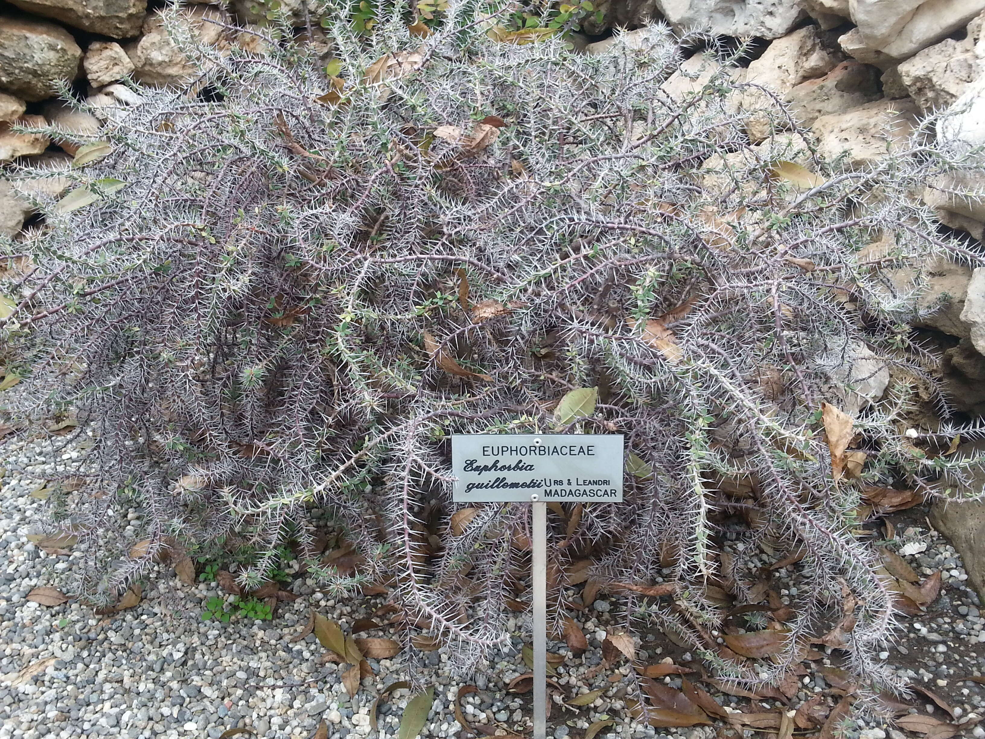 Sivun Euphorbia beharensis Leandri kuva