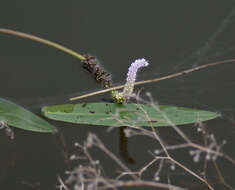 Image of Drifting Sword Plant