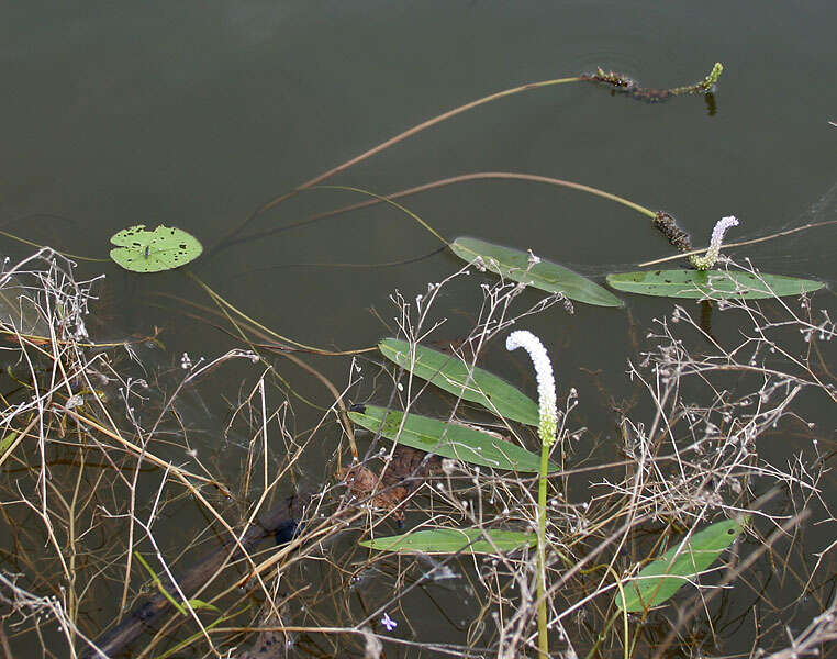 Image of Drifting Sword Plant