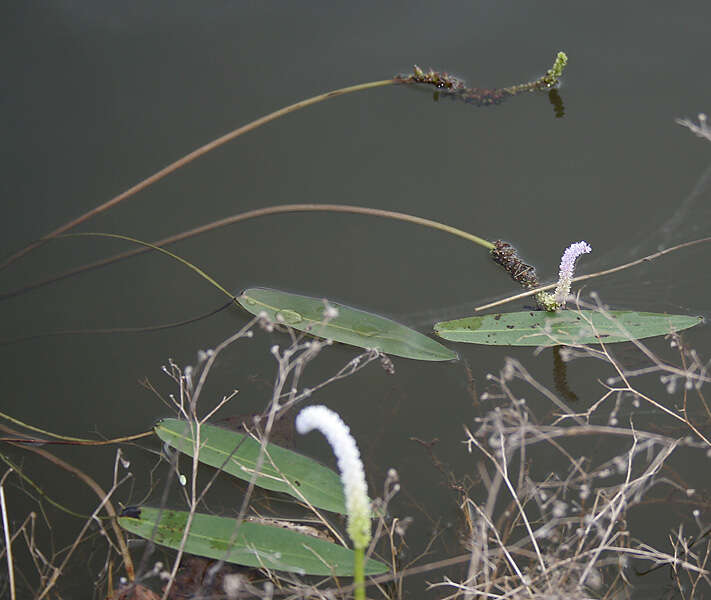 Image of Drifting Sword Plant