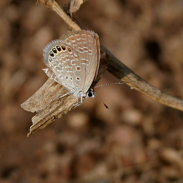 Image of Oriental Grass Jewel