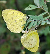 Image de Eurema hecabe (Linnaeus 1758)