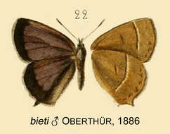 Image of Esakiozephyrus bieti (Oberthür 1886)