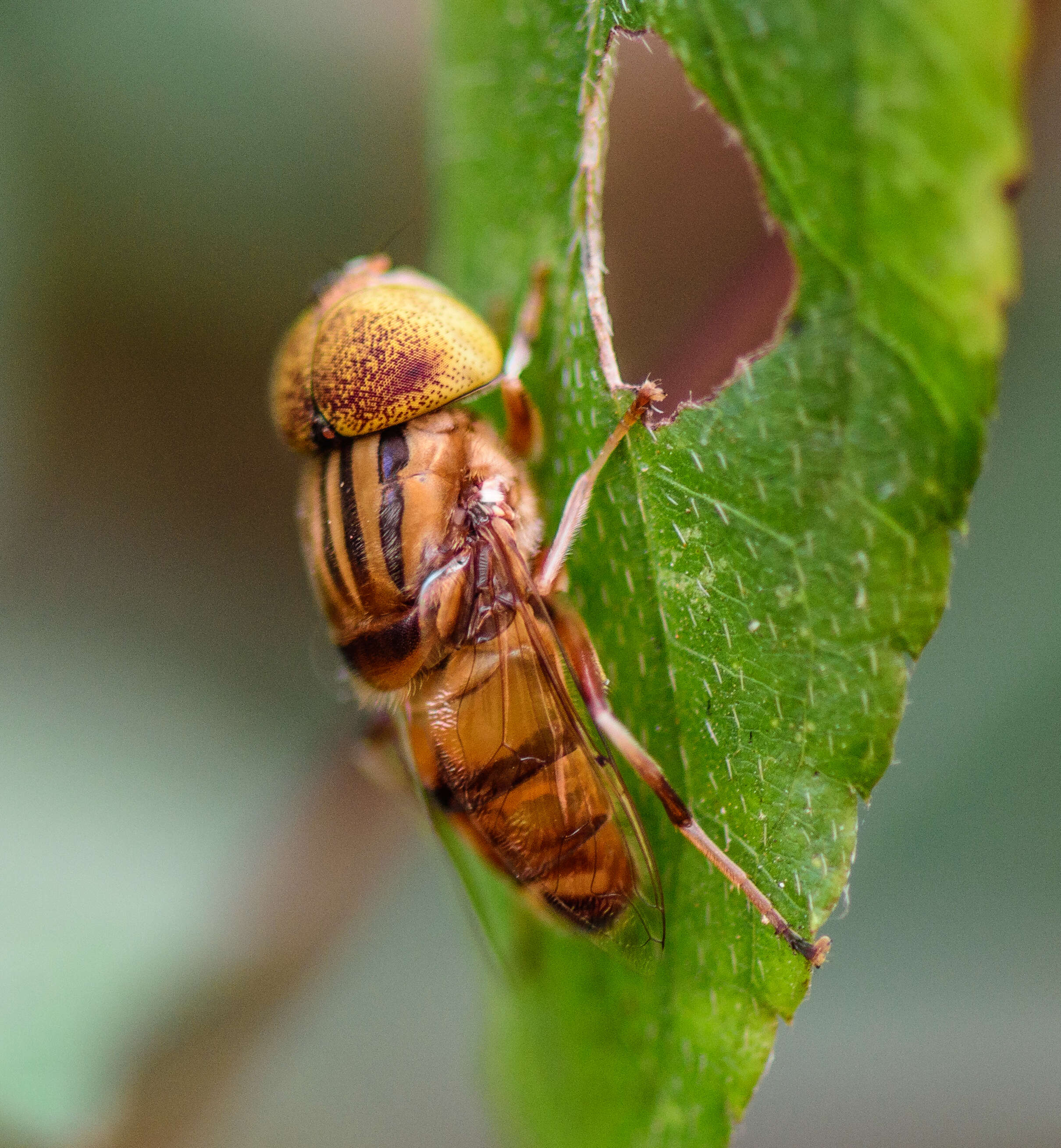 صورة Eristalinus megacephalus (Rossi 1794)