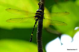 Image of Macromia flavicincta Selys 1874