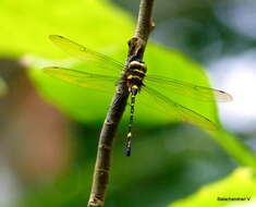 Image of Macromia flavicincta Selys 1874