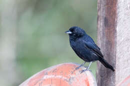 Image of Red-shouldered Tanager