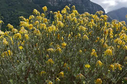 Sivun Leucospermum reflexum Buek ex Meissn. kuva