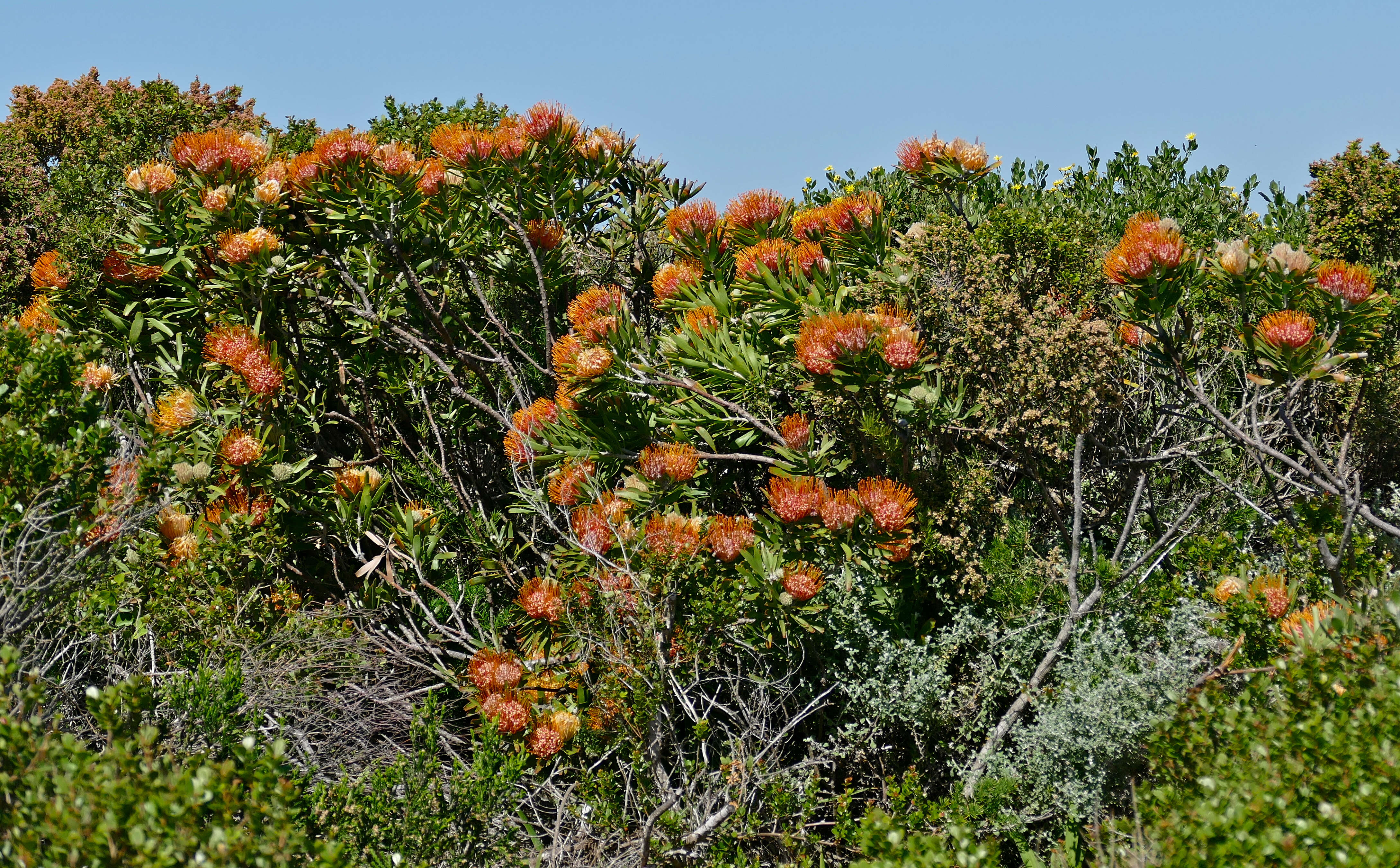 Image of Leucospermum erubescens Rourke