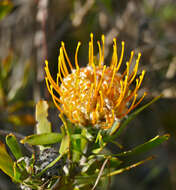 Imagem de Leucospermum gerrardii Stapf