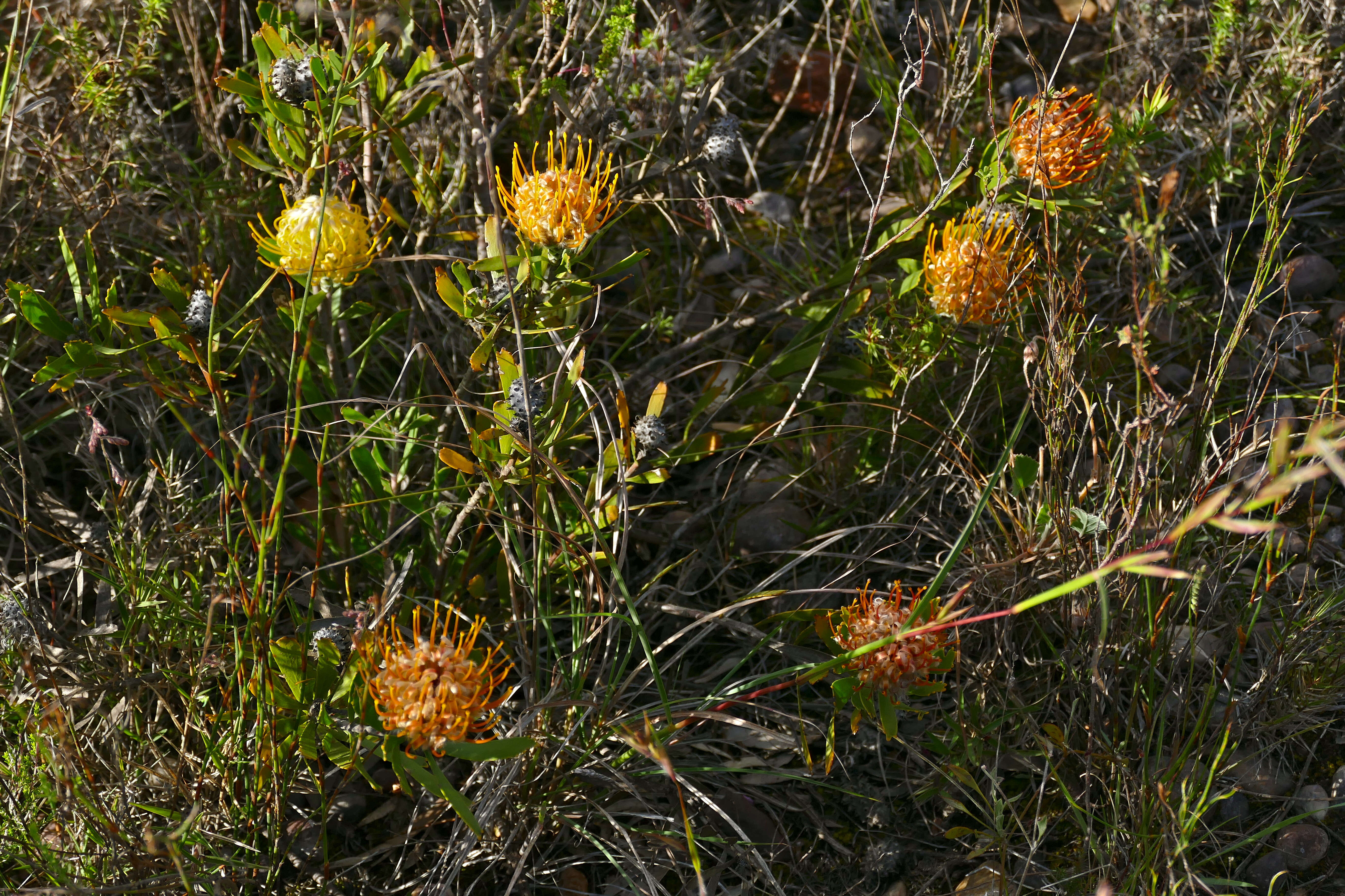 Imagem de Leucospermum gerrardii Stapf