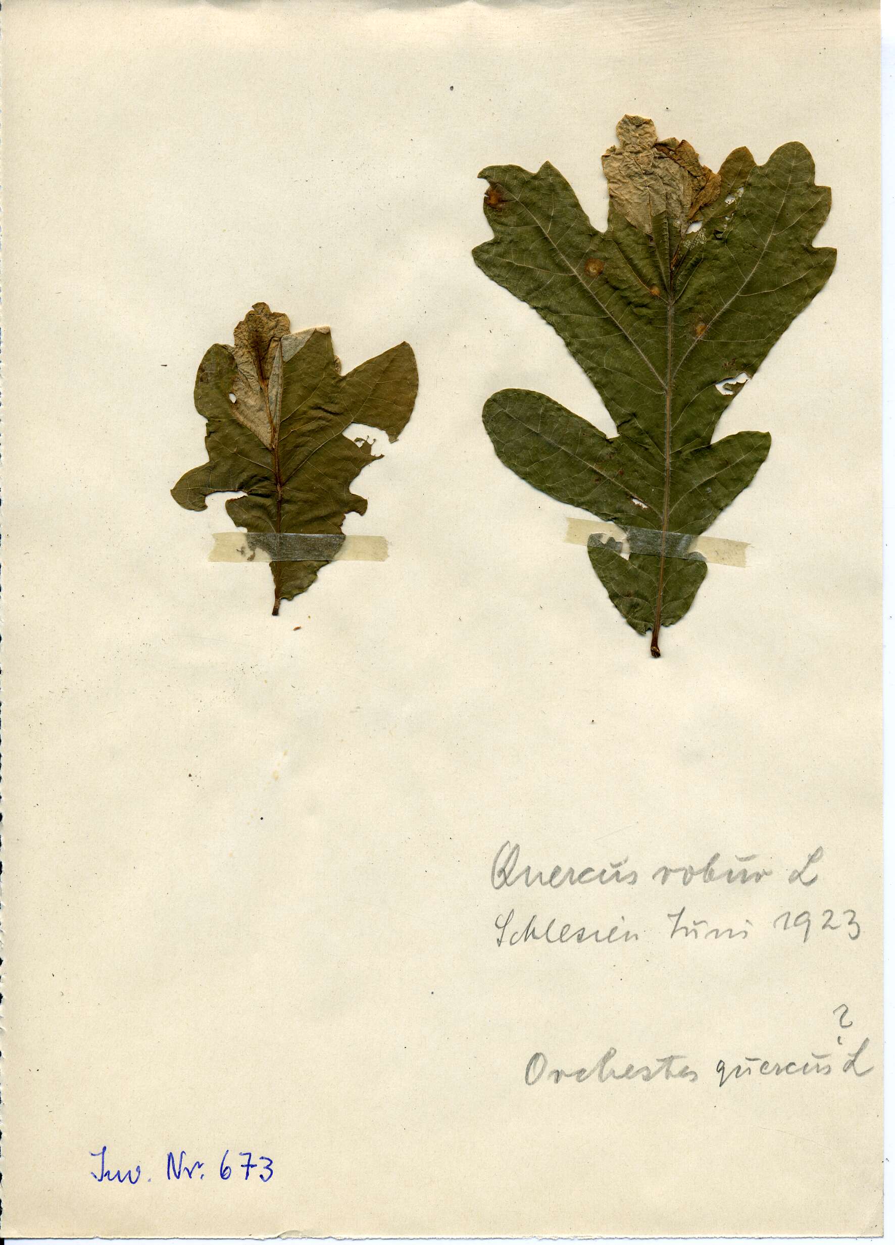 Image of Orchestes quercus (Linnaeus & C. 1758)