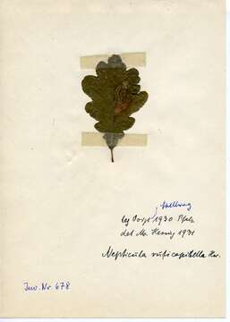 Image of Stigmella ruficapitella (Haworth 1828) Beirne 1945