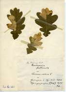 Image of Dyseriocrania subpurpurella Haworth 1828