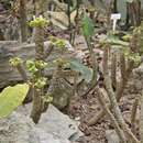 Image of Euphorbia millotii Ursch & Leandri