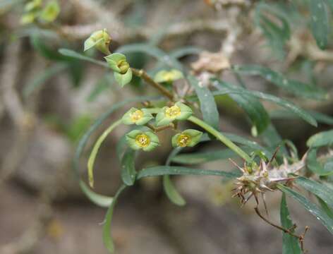 Sivun Euphorbia neobosseri Rauh kuva