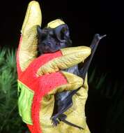 Image of Florida Bonneted Bat
