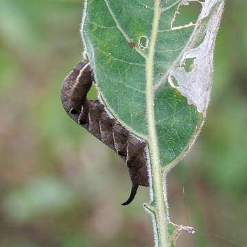 Image of Morinda tinctoria