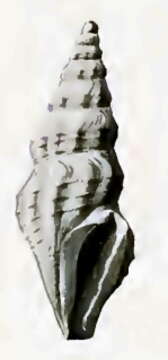 Image of Vexitomina suavis (E. A. Smith 1888)