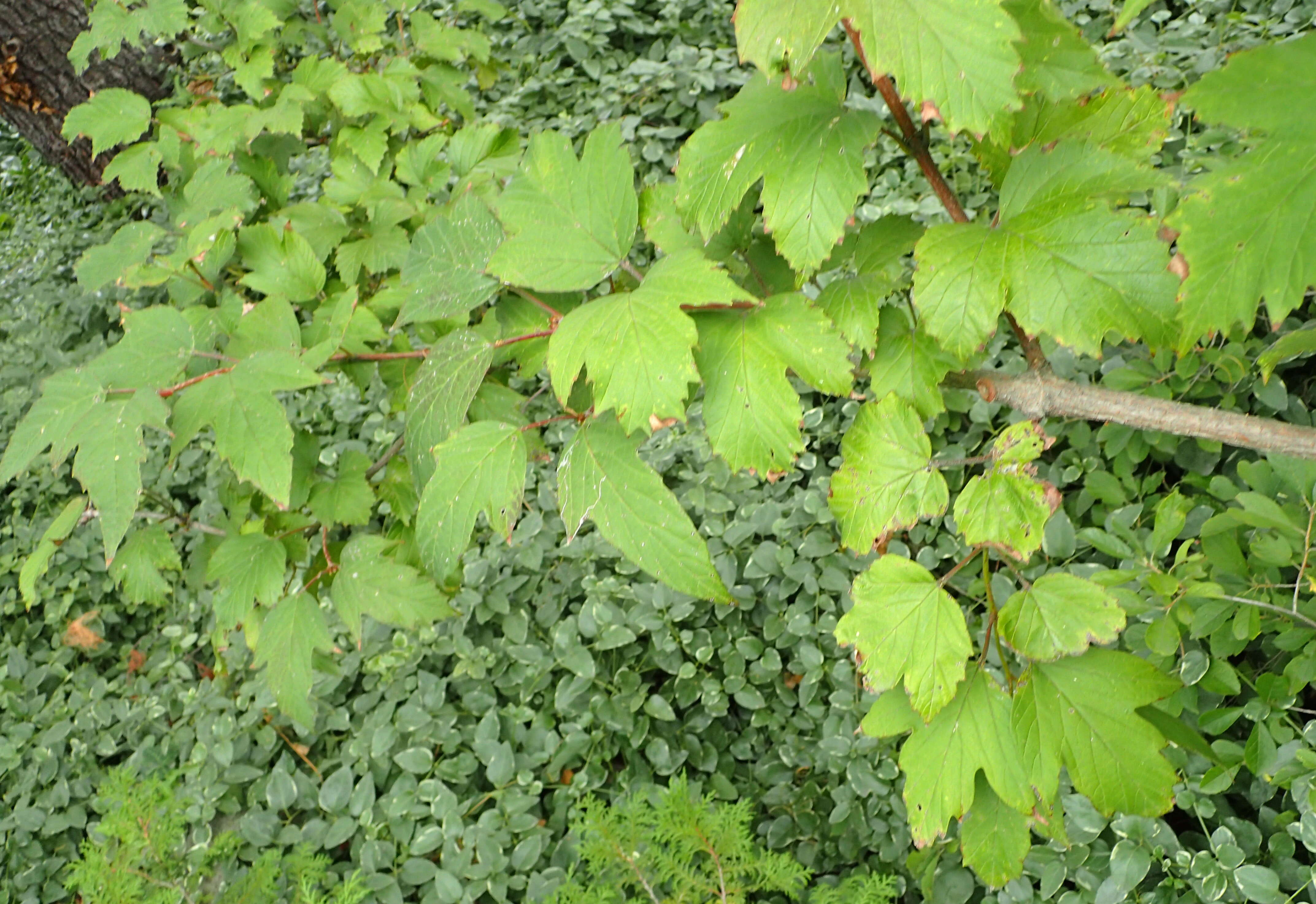 Image of Sargent's Viburnum