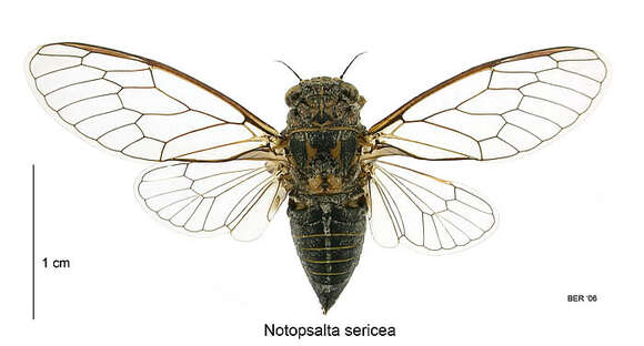 صورة Notopsalta sericea (Walker & F. 1850)