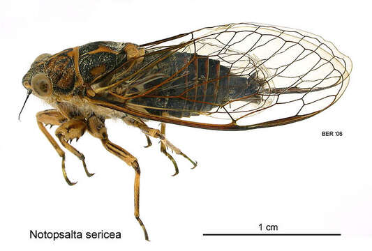 صورة Notopsalta sericea (Walker & F. 1850)