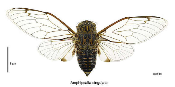 Plancia ëd Amphipsalta cingulata (Fabricius 1775)