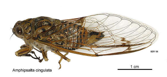 Image of clapping cicada