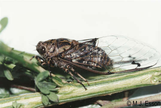 Image of clapping cicada