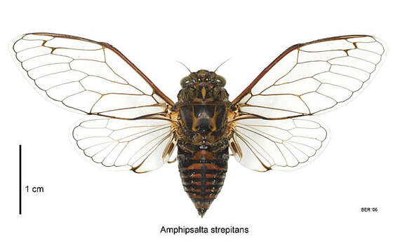 Image of chirping cicada