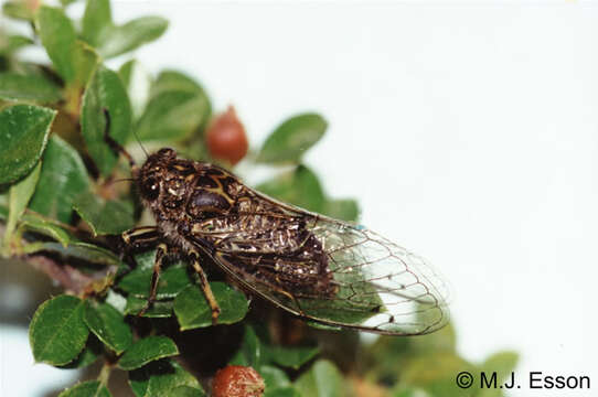 Image of chirping cicada