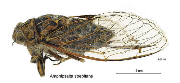 Image de Amphipsalta strepitans (Kirkaldy 1909)