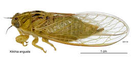 Image of tussock cicada