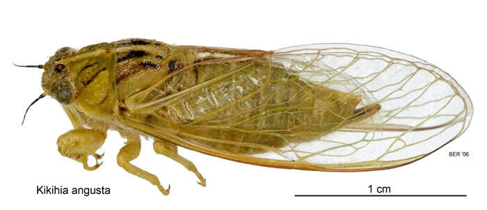 Image of tussock cicada