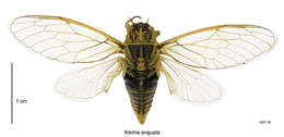 Image of tussock cicada