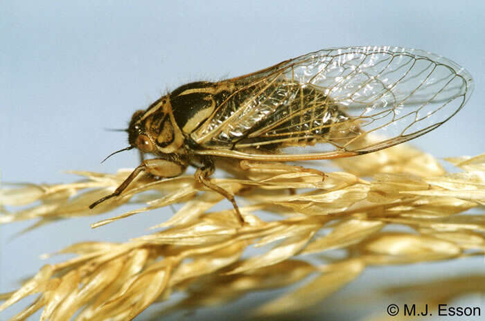 Image of tussock cicada