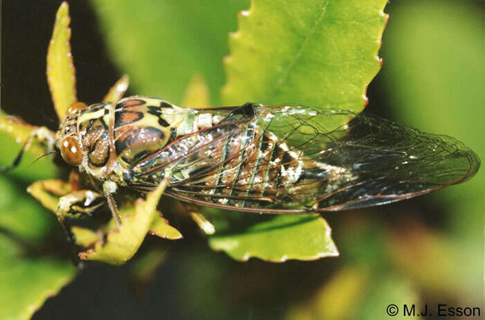 Image of greater bronze cicada