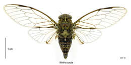 Image of greater bronze cicada