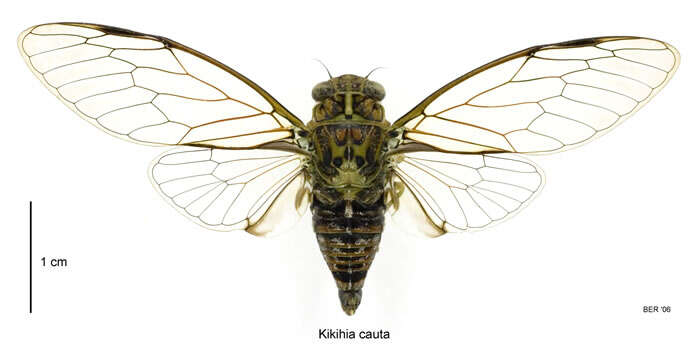 Image of greater bronze cicada