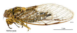 Image of greater bronze cicada
