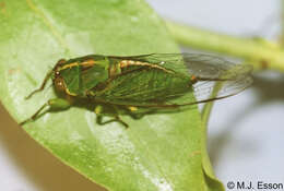 Image of snoring cicada