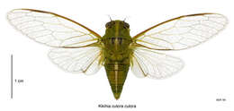 Image of snoring cicada