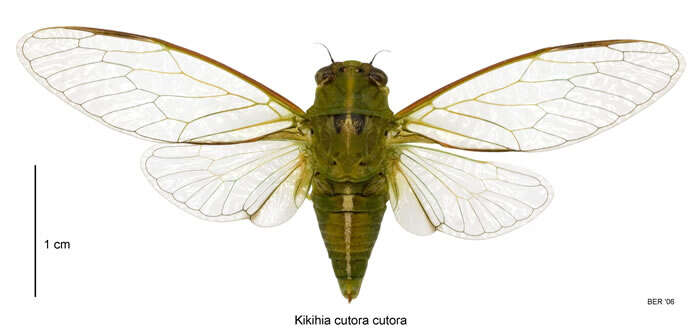 Image of snoring cicada