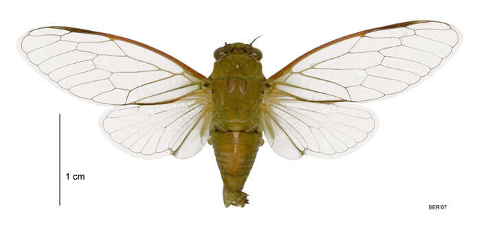 Image of Dugdale's cicada