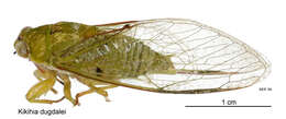 Image of Dugdale's cicada