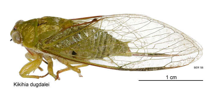 Image of Dugdale's cicada