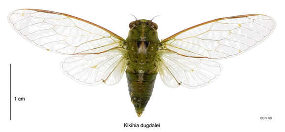 Image of Dugdale's cicada