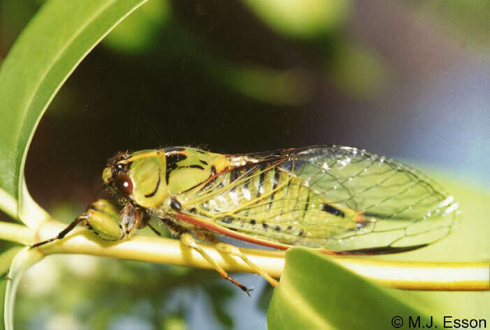 Image of Lane's cicada